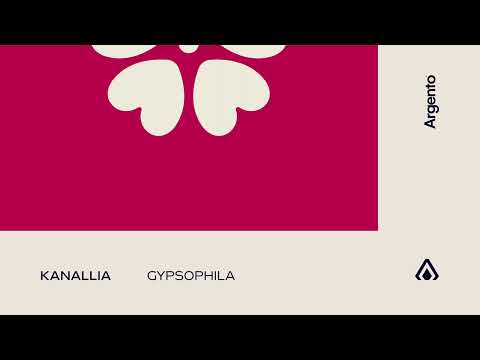 Kanallia – Gypsophila