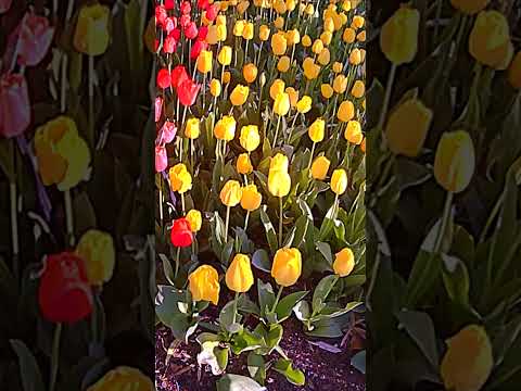 Tulips Blooming Cincinnati Zoo & Botanical Garden #shorts